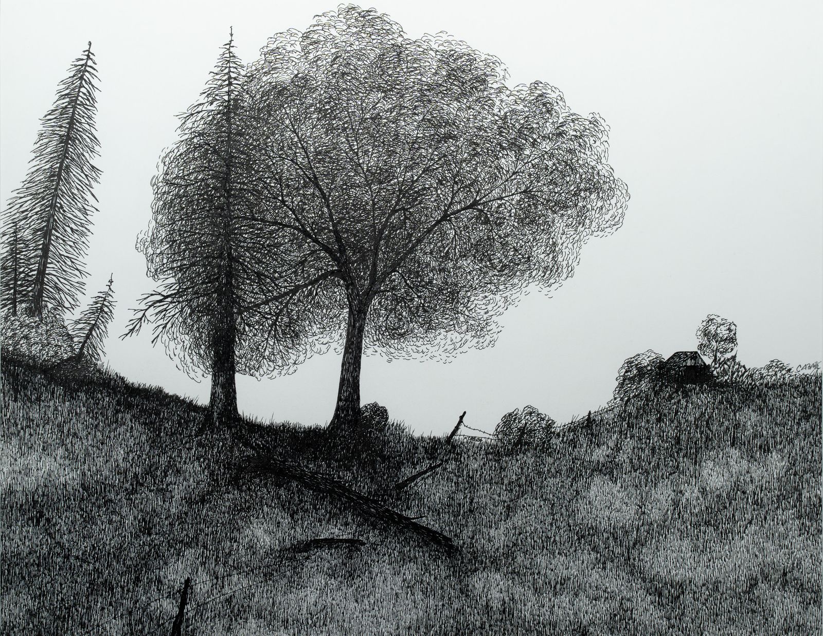Black and white drawing of trees on a hillside by Michael Cababe